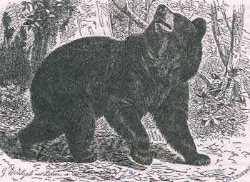 Барибал, или черный медведь (Ursus amencanus)