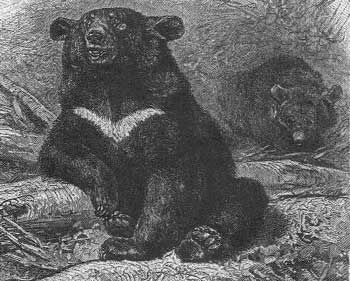 Гималайский, или белогрудый, медведь (Ursus tibetanus)